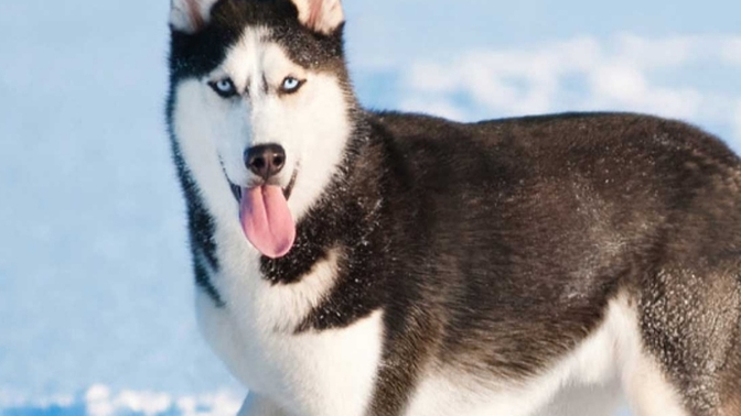 Husky vs Malamut?
