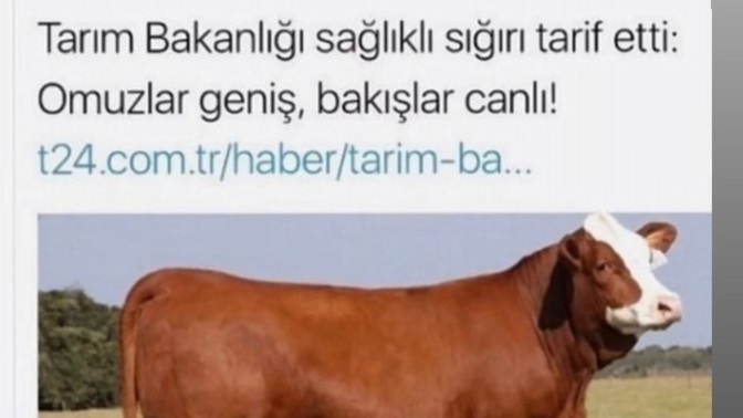 Sevgilinizi bir hayvana benzetecek olsanız hangisi olurdu?