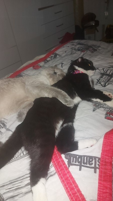 Kedilerde babalık hakkı, hak mı bu?