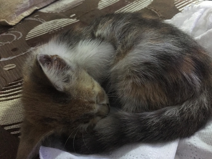 Bu kedi kaç aylık ve tuvaletini kendi yapabilir mi?