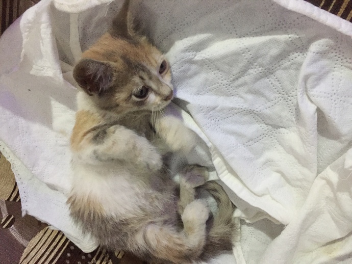 Bu kedi kaç aylık ve tuvaletini kendi yapabilir mi?