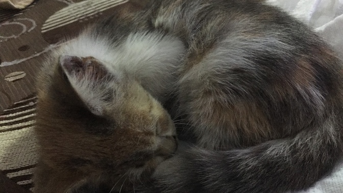 Bu kedi kaç aylık ve tuvaletini kendi yapabilir mi?