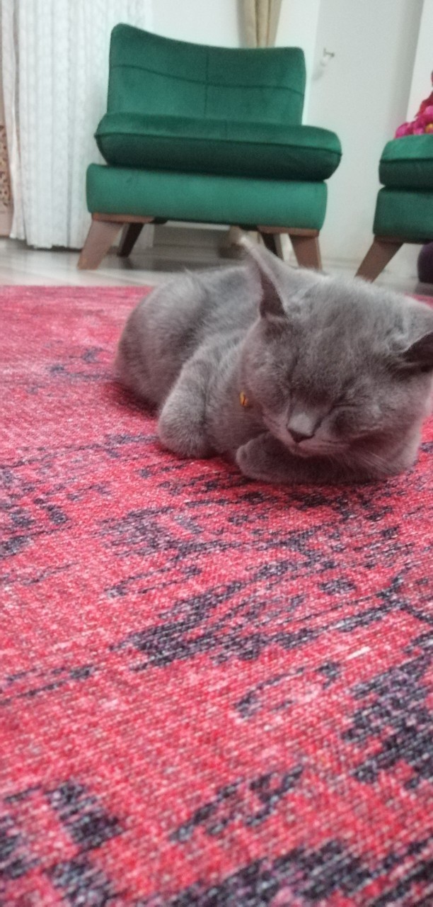 Kedim neden çok uyuyor?