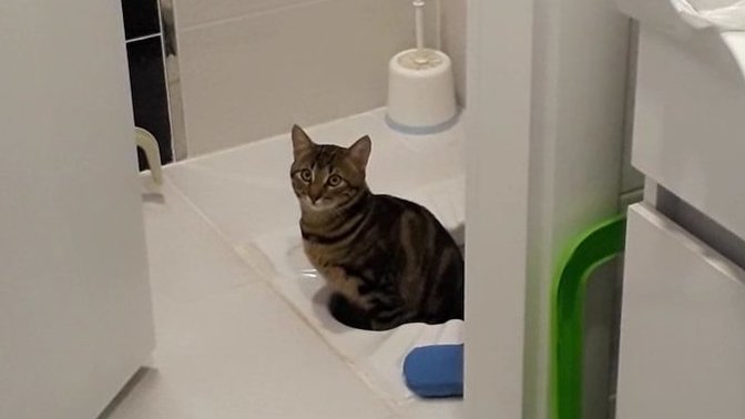 Evcil hayvanınızın yaptığı en saçma hareket ne🐈?