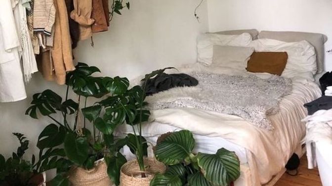 Yatak odasına çok fazla bitki koymak zararlı olabilir mi?