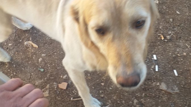 Sadece kediler mi nankör olur?