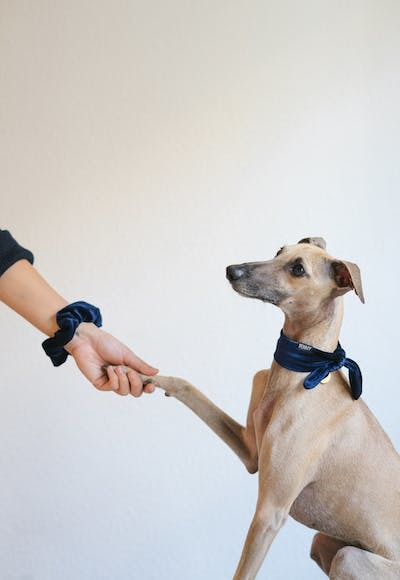 Ev arkadaşınız evde köpek bakmak istese sorun olur mu?