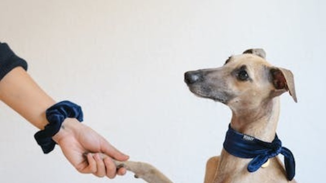 Ev arkadaşınız evde köpek bakmak istese sorun olur mu?
