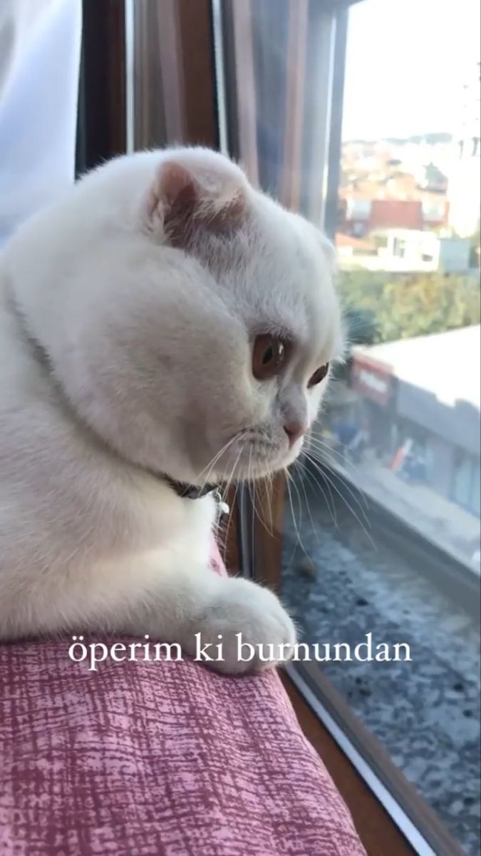 Kedim 49 yaşında dedikodu yapan bir Ruhşen teyze gibi oturuyor. Ne desem beni dinliyor. Var mı aynı dertten müzdarip 😅?