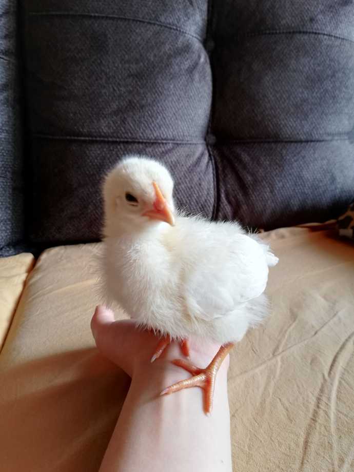 Sarışın bomba civcivimin adını ne koyayım?