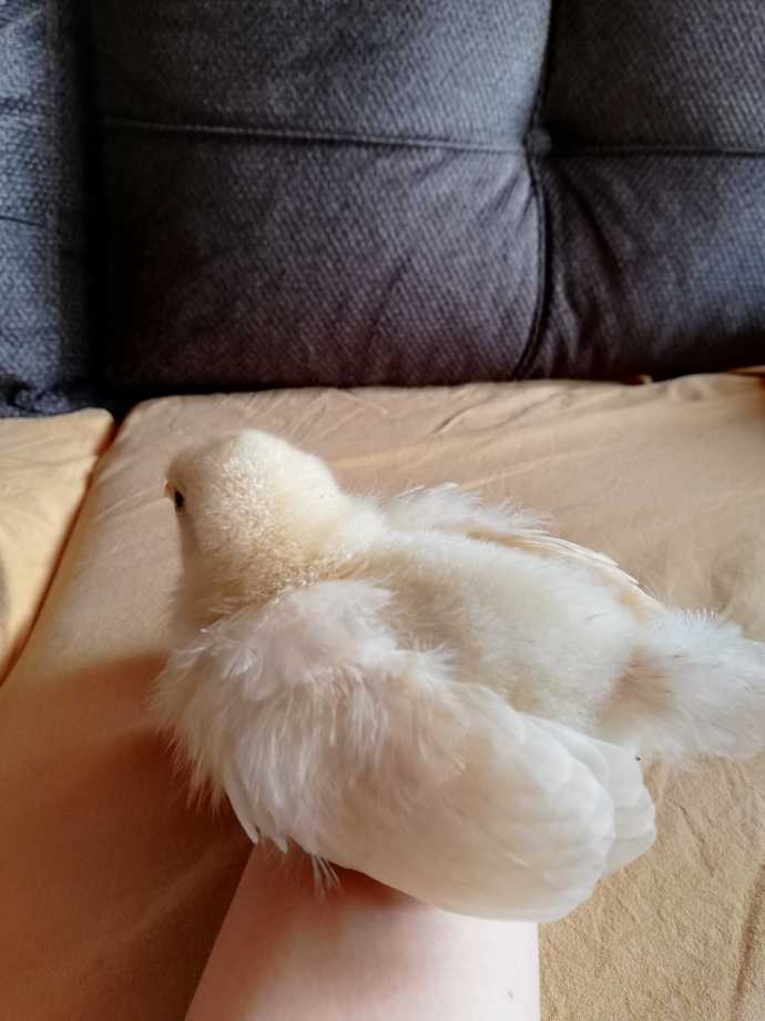 Sarışın bomba civcivimin adını ne koyayım?