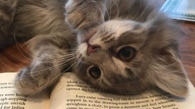 Kitap okurken evciliniz ilgi beklese ne yaparsınız?
