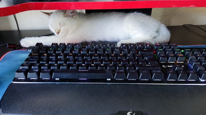 Ya bu kedi beni delirtcek 🤣?