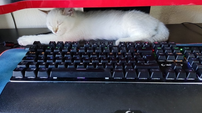 Ya bu kedi beni delirtcek 🤣?