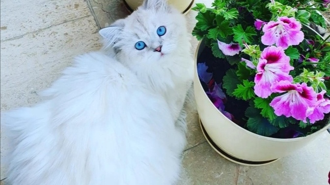 Bu kedi senin olsa en güzel hangi ismi koyardın?