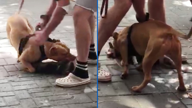 İstanbul'da kedi öldüren pitbull cinsi köpeğin sahibine 14.982 TL ceza kesildi! Sizce cezası ne olmalıydı?
