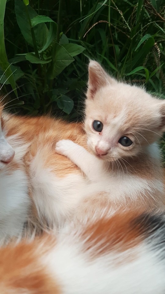 Şu yakışıklıya birlikte isim koyalım mı?