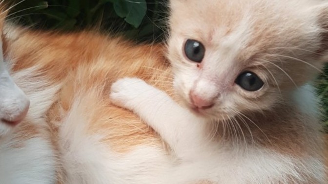 Şu yakışıklıya birlikte isim koyalım mı?