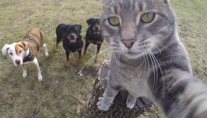 Fotoğraf çekilirken ön kamerayı mı yoksa arka kamerayı mı daha çok kullanıyorsunuz?
