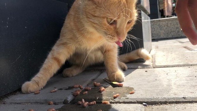 Sarman kediler çok güzel değiller mi?