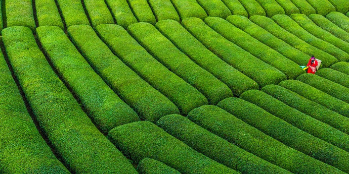 Çay plantasiyası gezdiniz mi hiç? Seyahatinizi nasıl değerlendirmeyi seversiniz?
