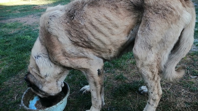 Sokak hayvanlarına yemek vermem komşularımı rahatsız ediyor. Sizce sebebi ne olabilir?