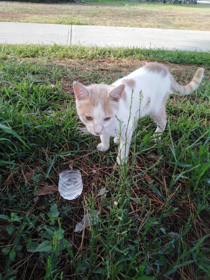Biz gönlümüzü kediciklere verdik. Yeni sevgilim nasıl sizce? 💗🐈