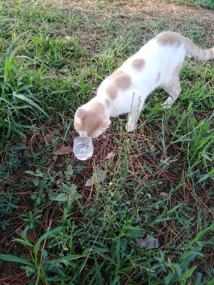 Biz gönlümüzü kediciklere verdik. Yeni sevgilim nasıl sizce? 💗🐈