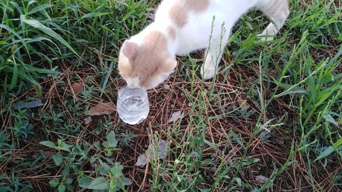 Biz gönlümüzü kediciklere verdik. Yeni sevgilim nasıl sizce? 💗🐈