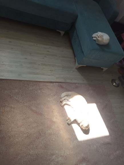 Sizin de böyle bir ponçiğiniz var mı?
