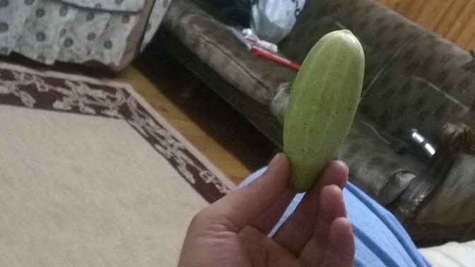 Hıyarım nasıl 🤔 Hıyar sever misiniz 😋?