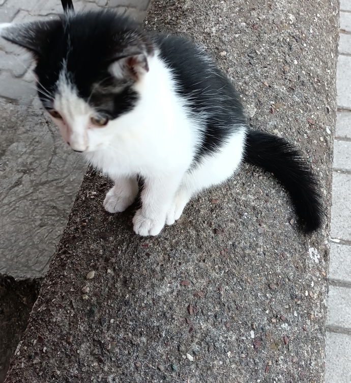 Sokakta gördüğünüz canlara sahip çıkar mısınız?