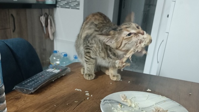 Siz hiç böyle tavuk yediniz mi?
