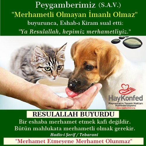 Sokak hayvanlarına kalan yemekleri veriyor musunuz?