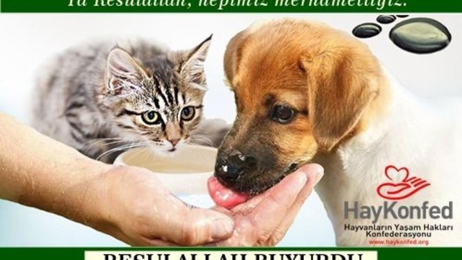Sokak hayvanlarına kalan yemekleri veriyor musunuz?