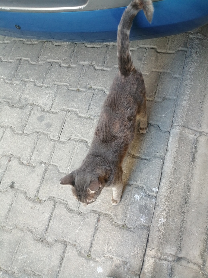 Sokakta beslediğiniz, baktığınız hayvanlar var mı?