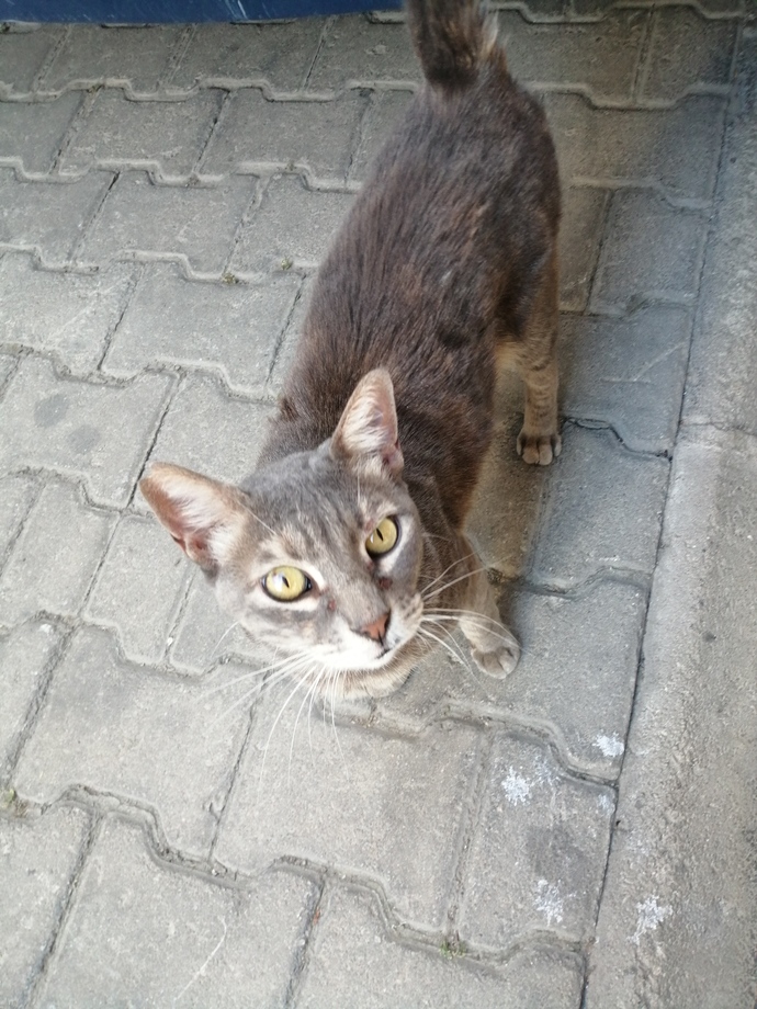 Sokakta beslediğiniz, baktığınız hayvanlar var mı?