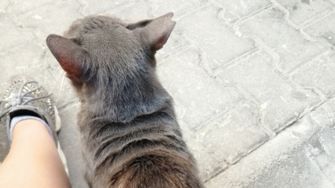 Sokakta beslediğiniz, baktığınız hayvanlar var mı?