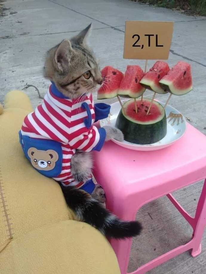 Evcil hayvanların mama ve yemlerinden alınan vergi kalkmalı mı?