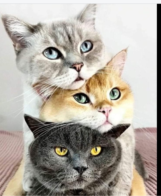 Üç kediniz olsa onlara ne isim verirdiniz🐈🐈🐈🙂?