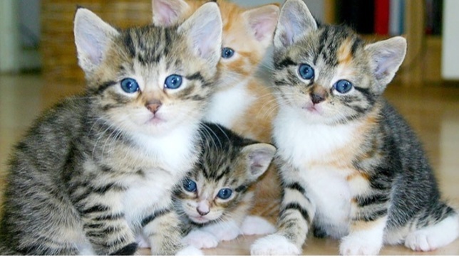 Üç kediniz olsa onlara ne isim verirdiniz🐈🐈🐈🙂?