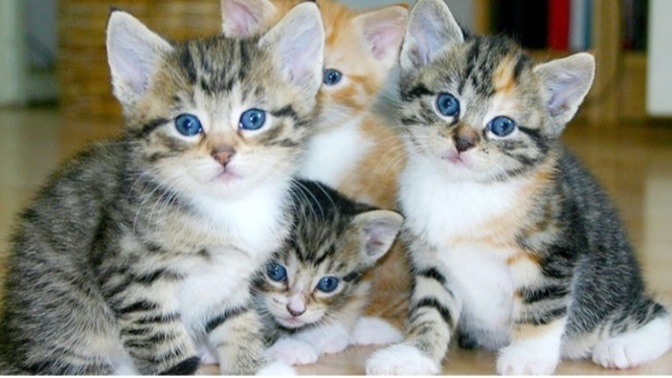 Üç kediniz olsa onlara ne isim verirdiniz🐈🐈🐈🙂?