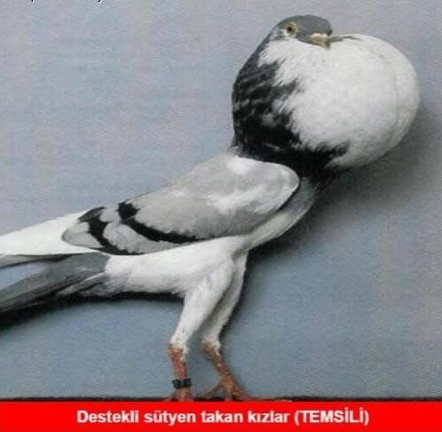 Destekli sütyen takmak sahtekarlık mıdır?