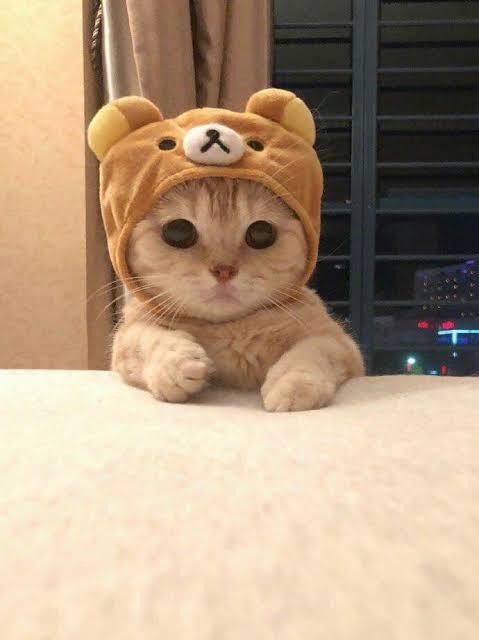 Sevimli kedicik😻😻