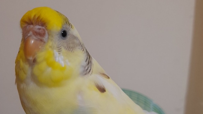Bu kuş yaşlandı mı?