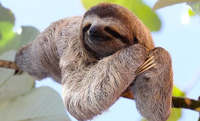 Dünyanın en tembel hayvanı seçilen yakışıklı Megalonychidae😂