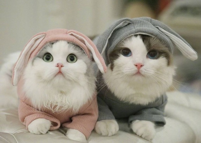 Minnoşlar 😻