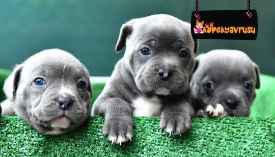 Kedileri mi yoksa köpekleri mi daha çok seviyorsunuz?