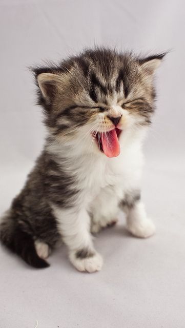 :P