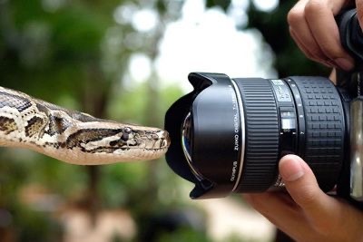 Vahşi yaşamda fotoğrafçılık yapmak cesaret işi midir?